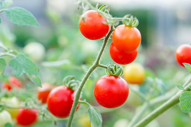 Red Currant Tomato in the kitchen garden.