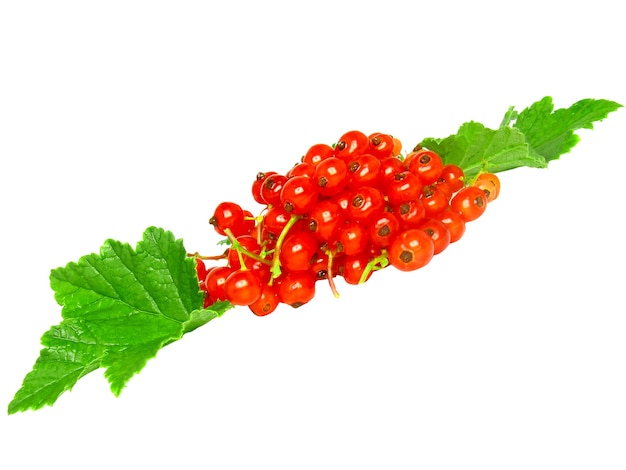 Red currant with leaf on white background. Isolated.