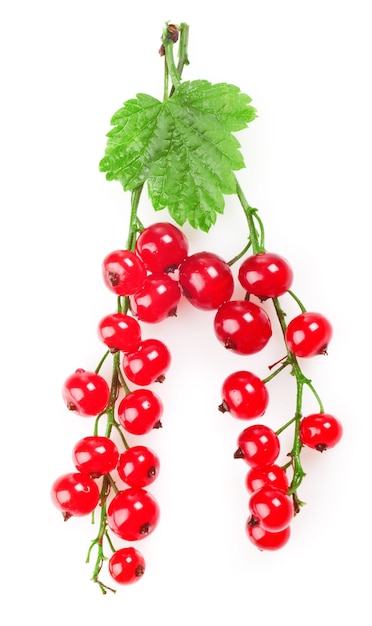 Red currant with a leaf on a white background