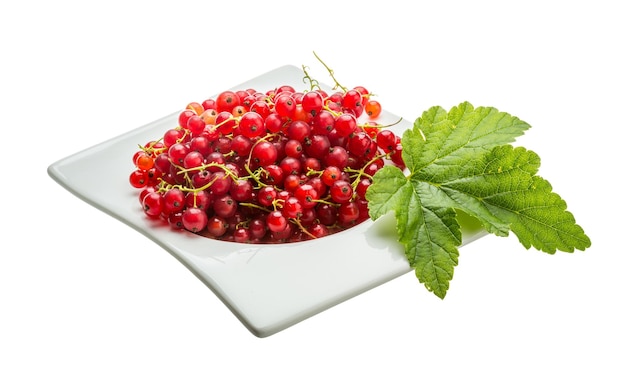 Red currant