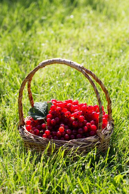 red currants in a basket in the garden on the grass.
healthy berry with antioxidants.