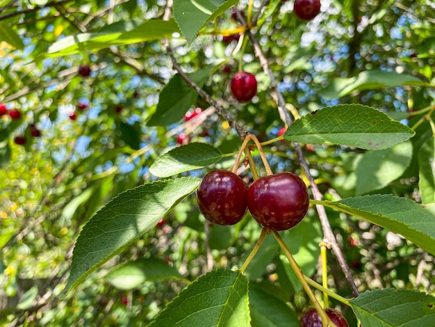 red currants on a branch closeup