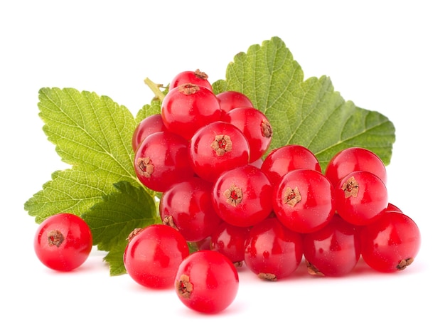 Red currants and green leaves still life