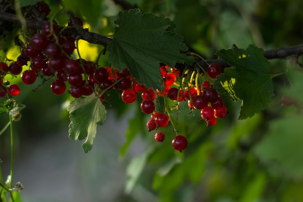 Red currants in the rays of the setting sun Tasty berry with a branch