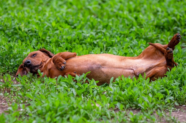 red dachshund dog laying on green background