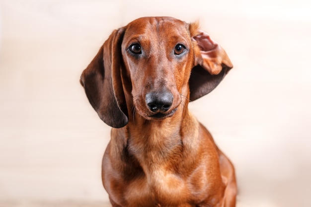 Red dachshund dog portrait