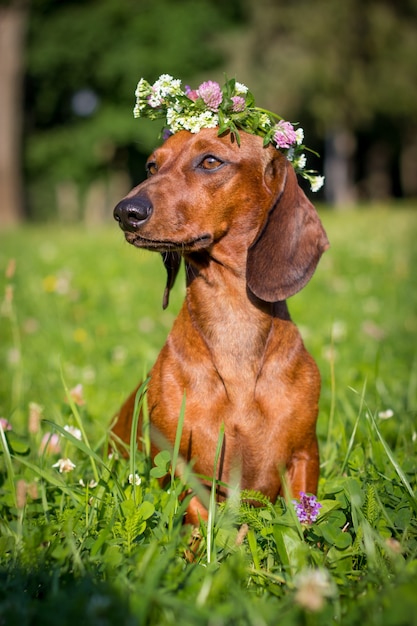 red dachshund dog sitting in flowers