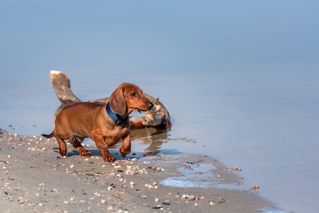 Red dachshund dog walks outdoor near river