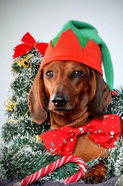 Red dachshund dressed as an elf for Christmas