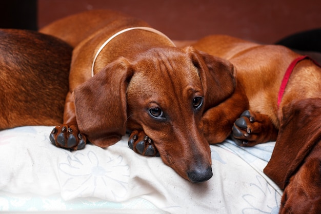 Red dachshund's family