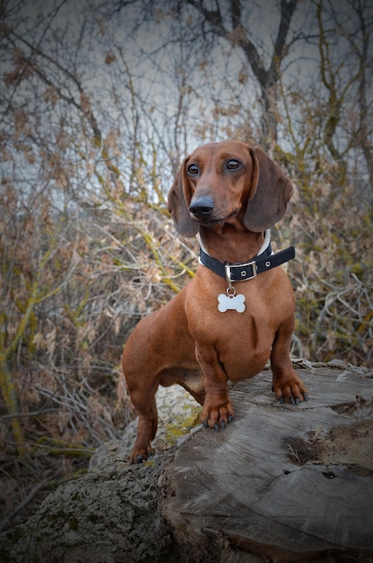 Red dachshund stands on a large log