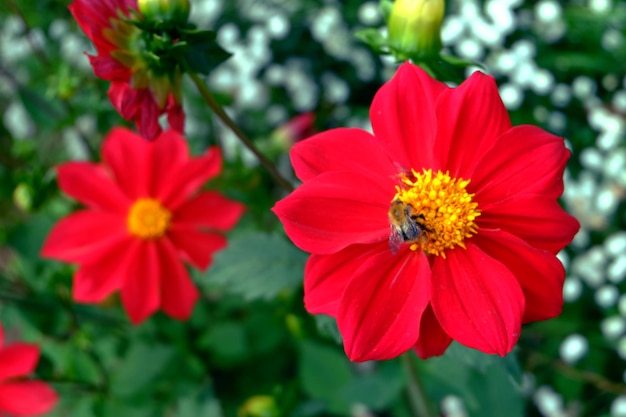 Red Dahlia flower macro in the garden