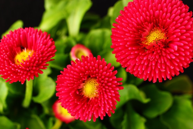 Red daisies flowers