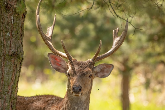 Red deer, adult male with large striped horns. Used for interior decoration. This animal is also valuable for its fur and meat.