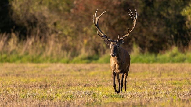 Red deer approaching on field in autumn sunset light