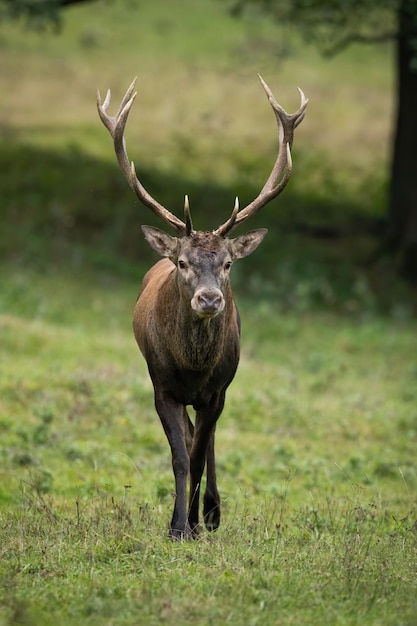 Red deer approaching on green field in autumn in vertical shot