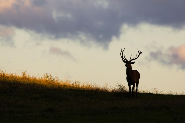 Red deer approaching on a horizon at sunset with copy space