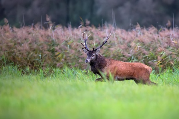 A red deer in a field