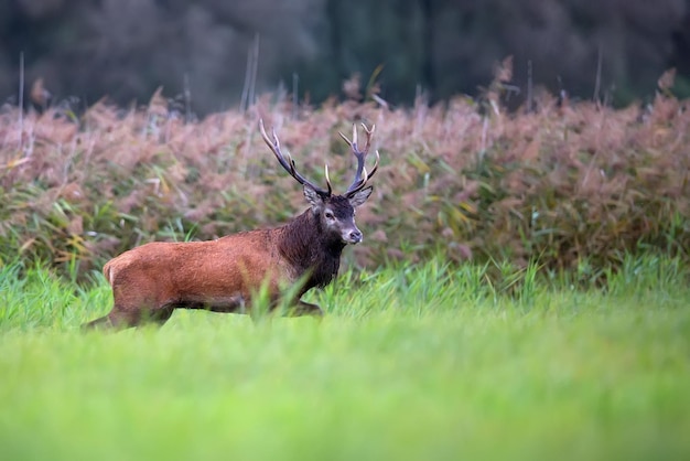 Photo a red deer in a field