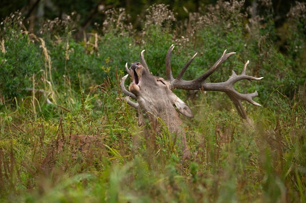 Red deer on the green background during the deer rut in the nature habitat