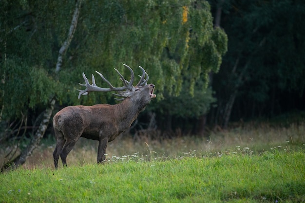 Red deer on the green background during the deer rut in the nature habitat