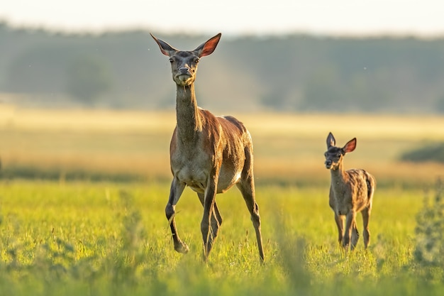 Red deer hind with calf walking at sunset.