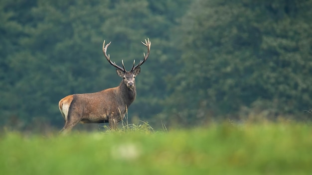 Red deer looking to the camera on meadow in autumn