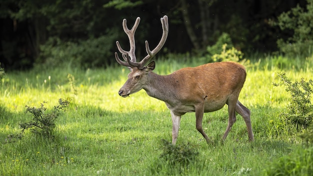 Red deer moving on growing meadow in spring sunlight