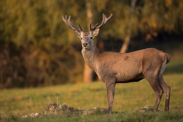 Red deer in the nature habitat during the deer rut european wildlife