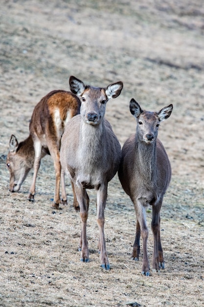 Red Deer portrait looking at you