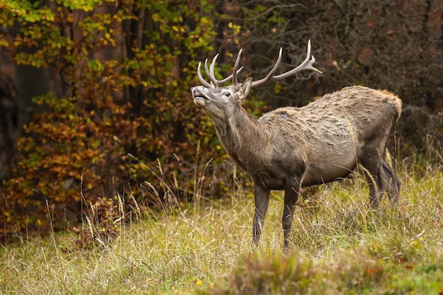 Red deer sniffing on dry grassland in autumn nature