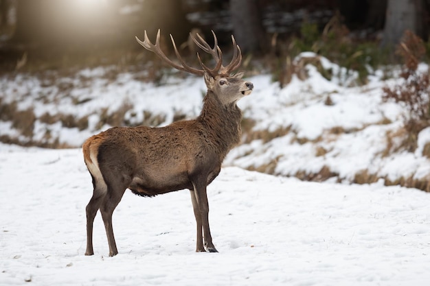 Red deer stag holding head with antlers high up and looking curiously in winter