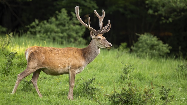 Red deer stag looking aside on steppe ecosystem