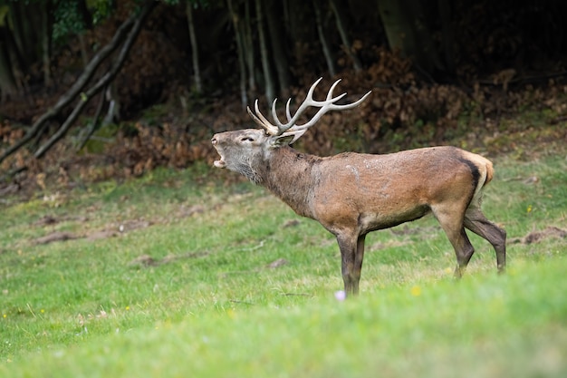 Red deer stag roaring to mark territory in rutting season