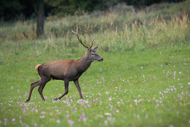 Red deer stag walking among blooming wildflowers on a meadow in autumn nature