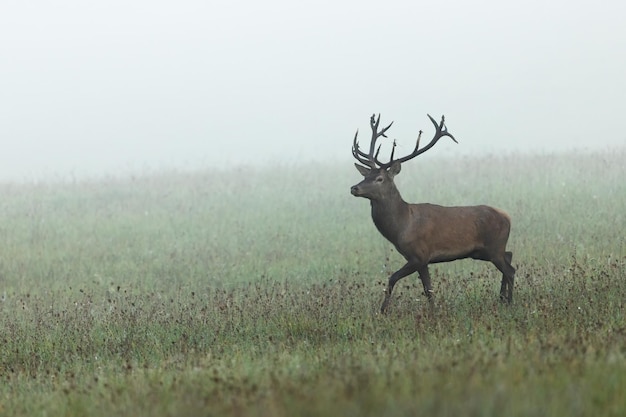 Red deer stag walking on a meadow covered with morning mist in autumn