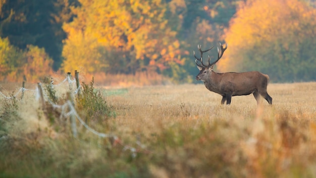 Red deer standing behind the fence on dry field in autumn