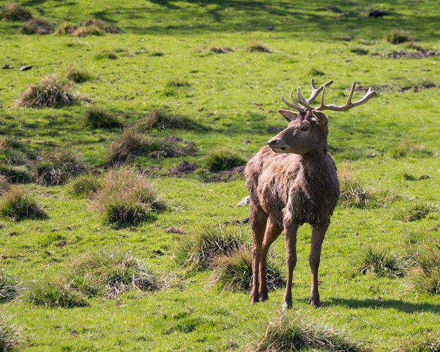 Red Deer standing on a green hill