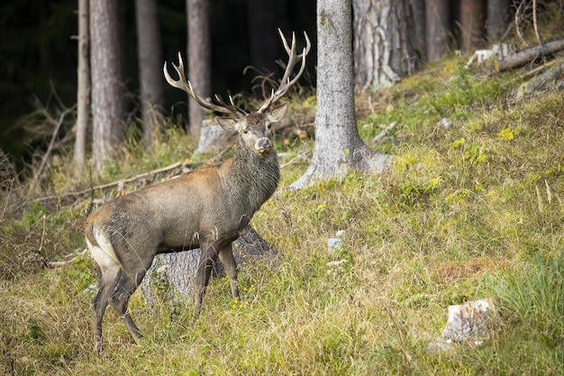 Red deer walking on grass in forest in autumn nature