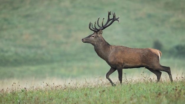 Red deer walking on grassland in autumn morning mist