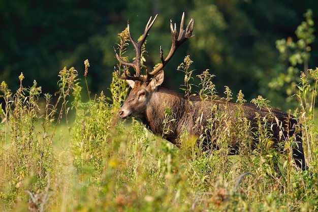 Red deer walking in lush vegetation in autumn nature