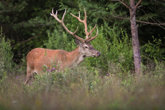 Red deer walking in vivid forest in summertime nature