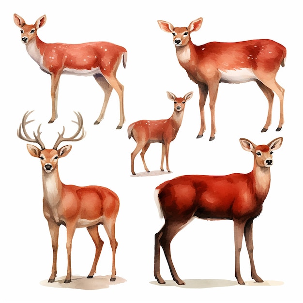 Red Deer Watercolor Ensemble Captivating Illustration Collection