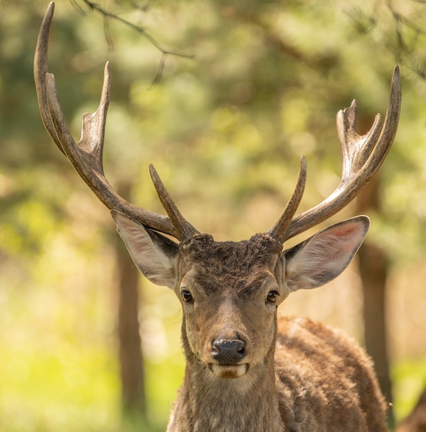 Red deer in the wild, portrait, close-up, selective focus. This animal is valuable for its fur, horns and meat.