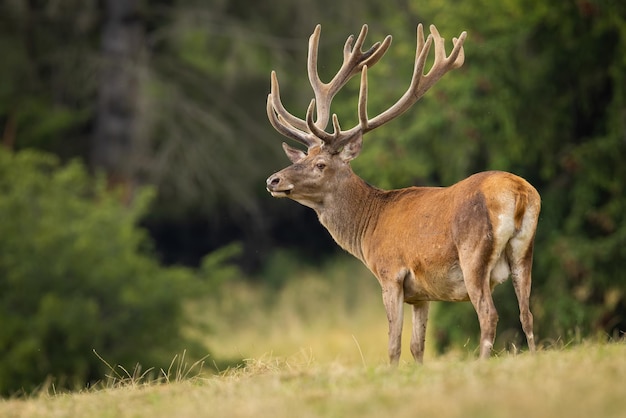 Red deer with new velvet antlers standing on field