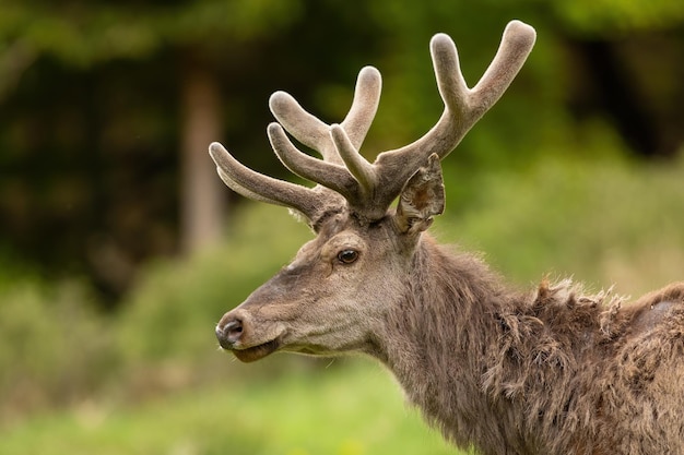 Red deer with velvet antlers looking on meadow in closeup