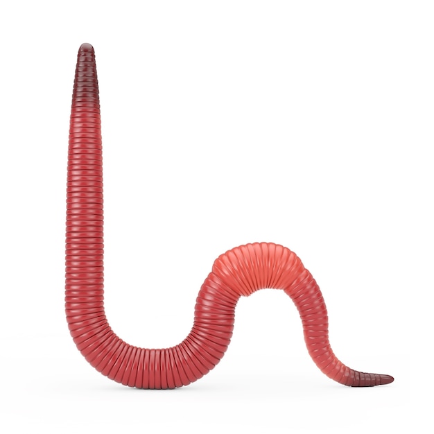 Red Dendrobena Rain Earth Worm on a white background. 3d Rendering