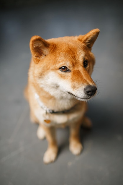 Red dog closeup shiba inu beautiful animal