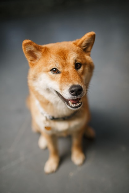 Red dog closeup shiba inu beautiful animal