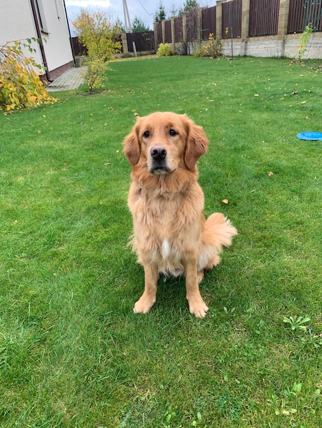 Red Dog Golden Retriever sits on the lawn of the grass and looks carefully at the owner and around